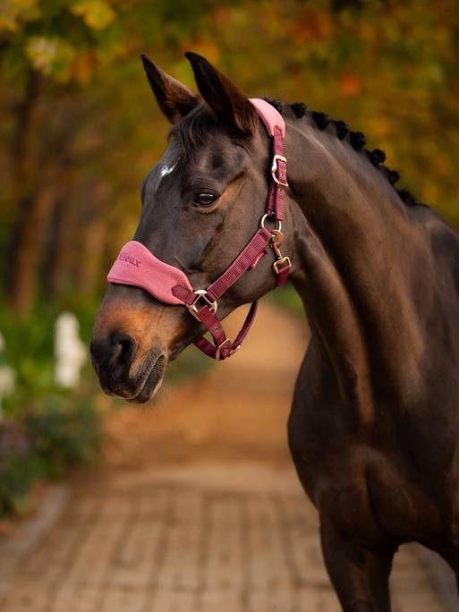 LM Vogue Headcollar & Leadrope Orchid