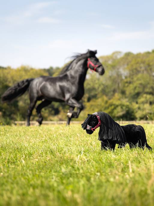 LM Toy Pony Spike