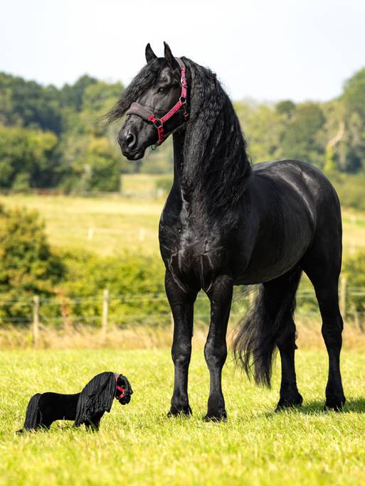 Indlæs billede i Gallery Viewer, LM Toy Pony Spike

