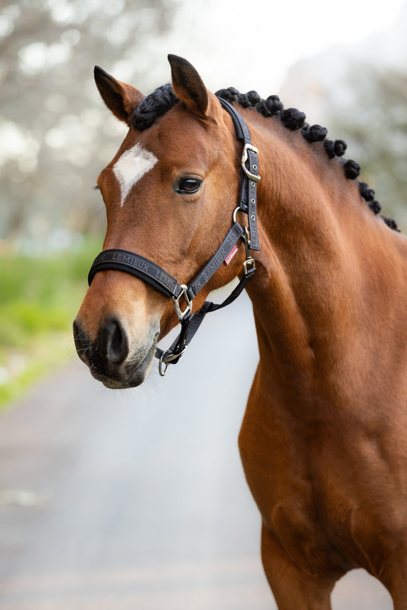 Indlæs billede i Gallery Viewer, AW24 Logo Headcollar Cinder
