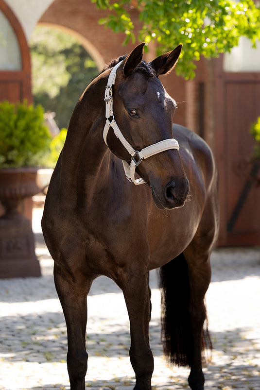 SS25 Essence Headcollar Stone