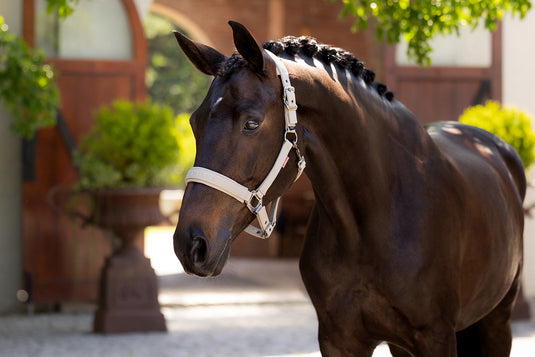 SS25 Essence Headcollar Stone