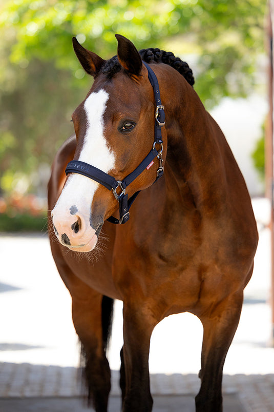 SS25 Essence Headcollar Navy