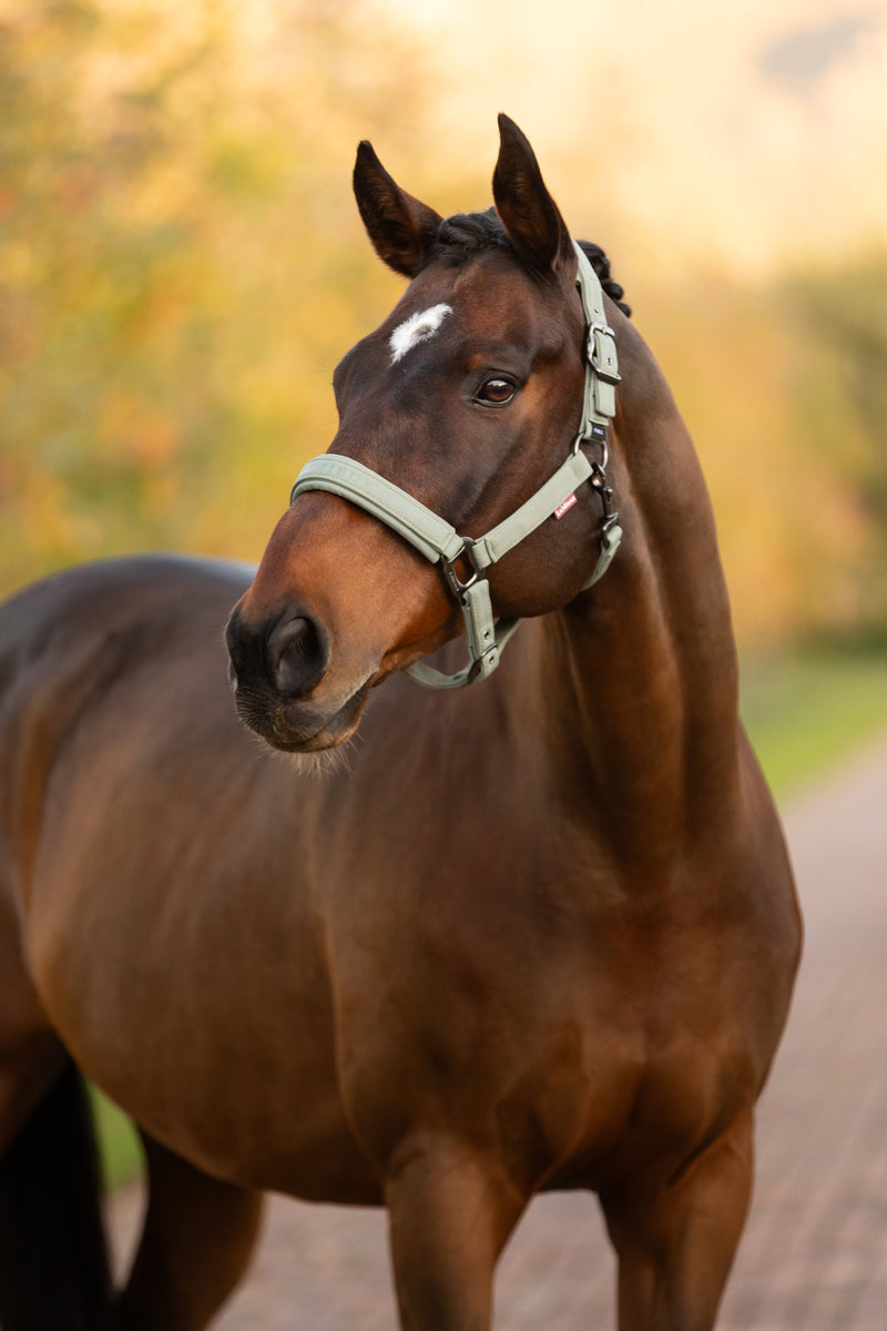Indlæs billede i Gallery Viewer, AW25 LM Essence Headcollar Rosemary
