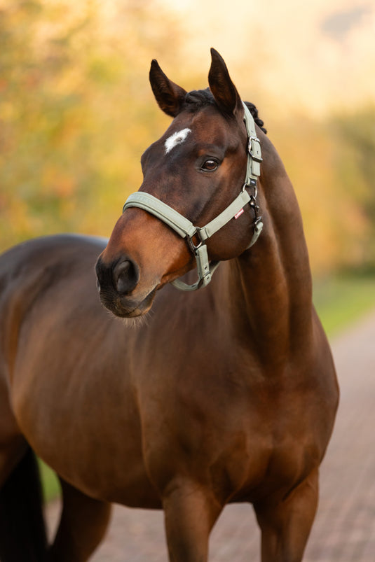 AW25 LM Essence Headcollar Rosemary