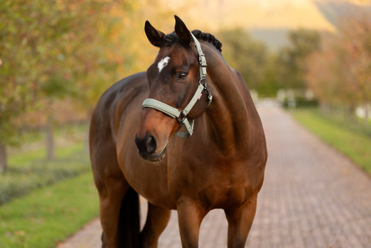 AW25 LM Essence Headcollar Rosemary
