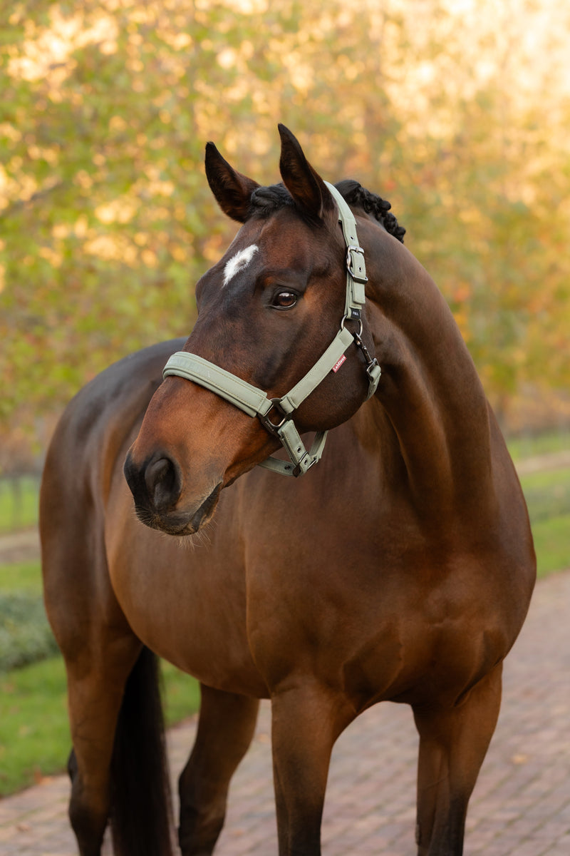 Indlæs billede i Gallery Viewer, AW25 LM Essence Headcollar Rosemary

