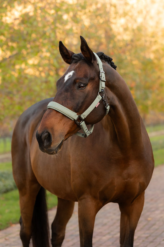 AW25 LM Essence Headcollar Rosemary