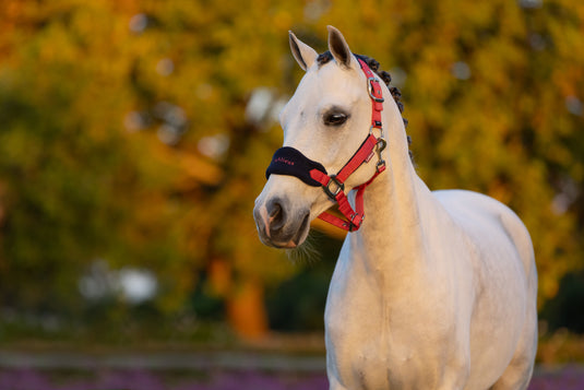 AW25 LM Mini Vogue Headcollar & Leadrope Cranberry