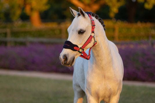 AW25 LM Mini Vogue Headcollar & Leadrope Cranberry