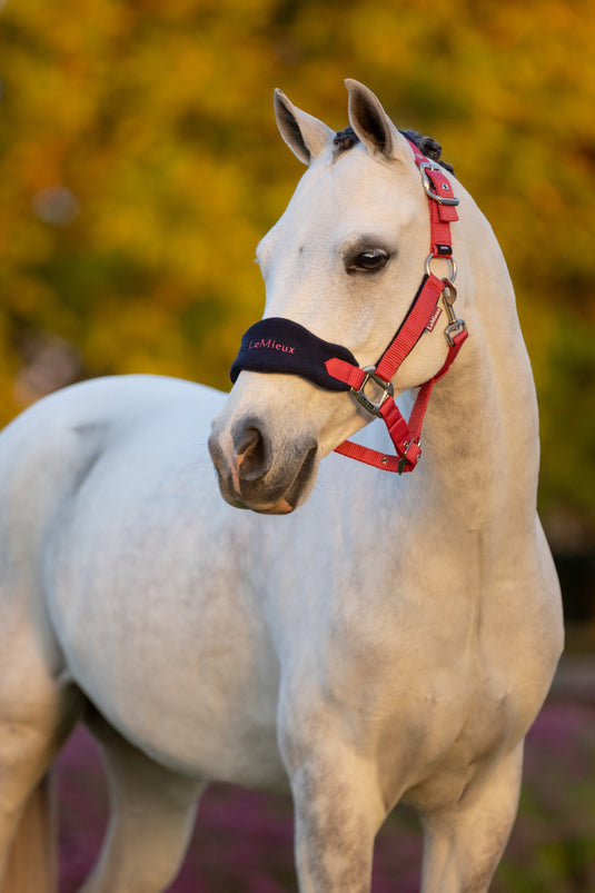 AW25 LM Mini Vogue Headcollar & Leadrope Cranberry