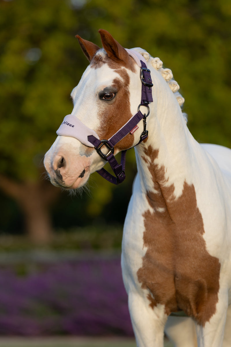 Indlæs billede i Gallery Viewer, AW25 LM Mini Vogue Headcollar &amp; Leadrope Juniper
