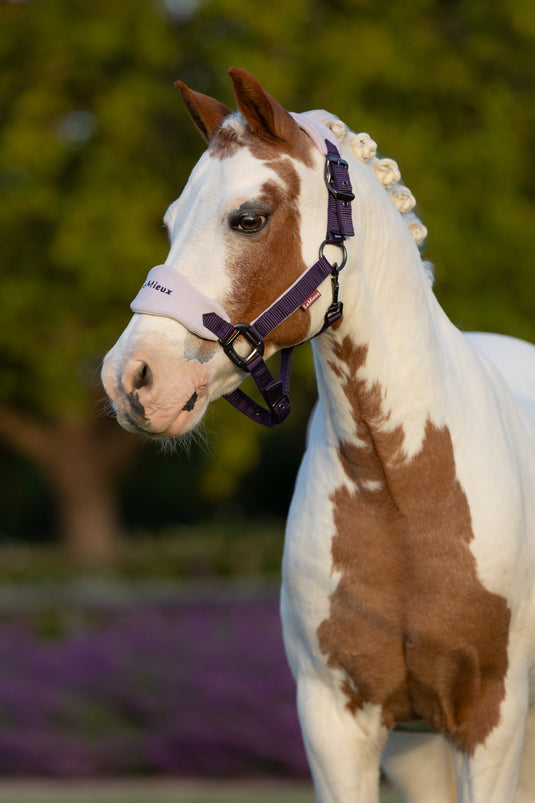 AW25 LM Mini Vogue Headcollar & Leadrope Juniper