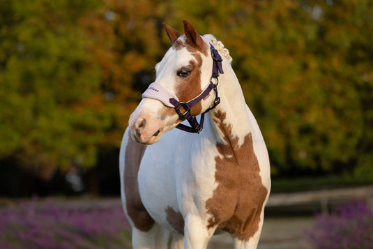AW25 LM Mini Vogue Headcollar & Leadrope Juniper