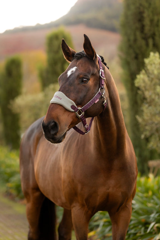 AW25 LM Vogue Headcollar & Leadrope Damson