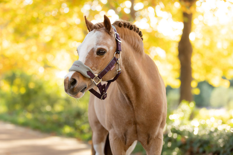 Indlæs billede i Gallery Viewer, AW25 LM Mini Vogue Headcollar &amp; Leadrope Damson
