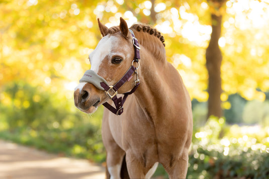 AW25 LM Mini Vogue Headcollar & Leadrope Damson