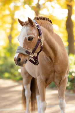 AW25 LM Mini Vogue Headcollar & Leadrope Damson