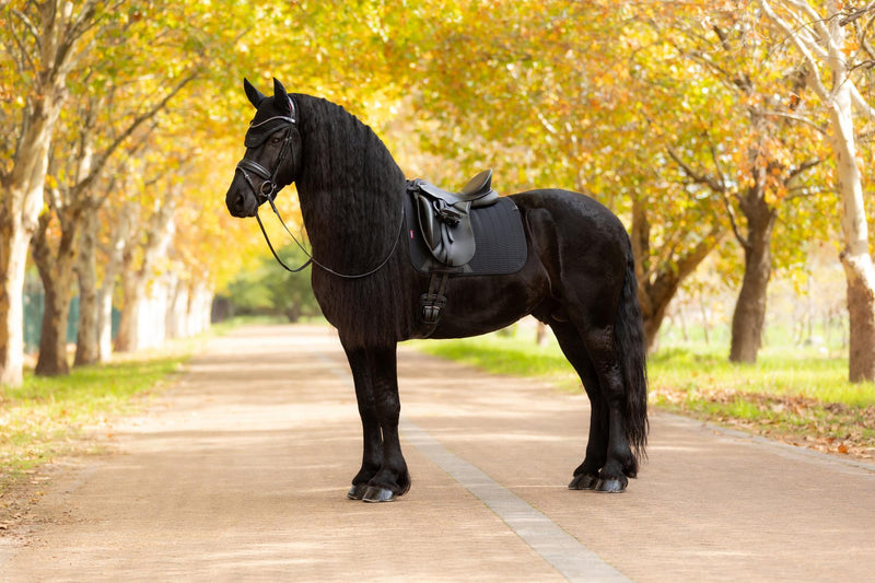Indlæs billede i Gallery Viewer, AW25 LM Essence Dressage Square Black
