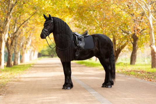 AW25 LM Essence Dressage Square Black