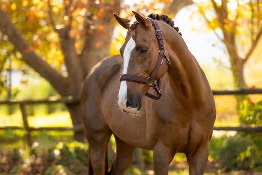 AW25 LM Essence Headcollar Damson