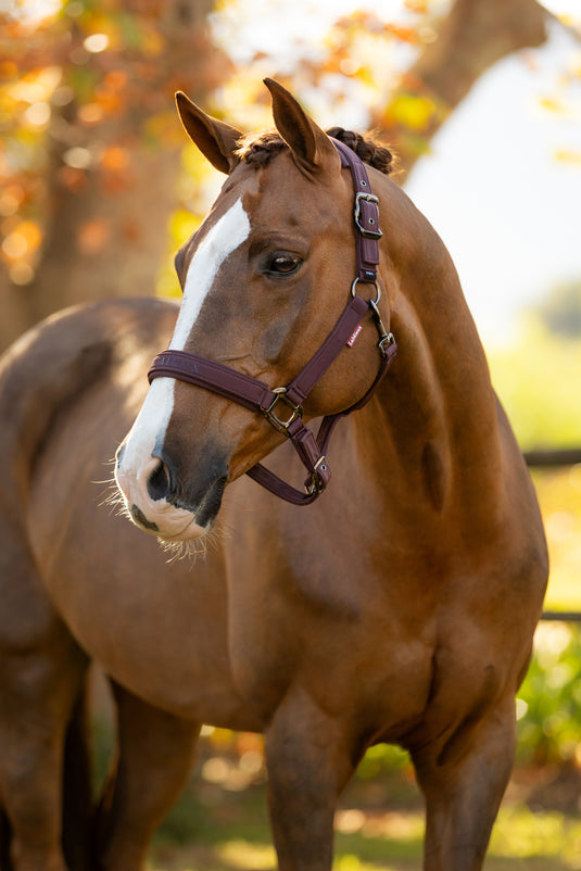 AW25 LM Essence Headcollar Damson