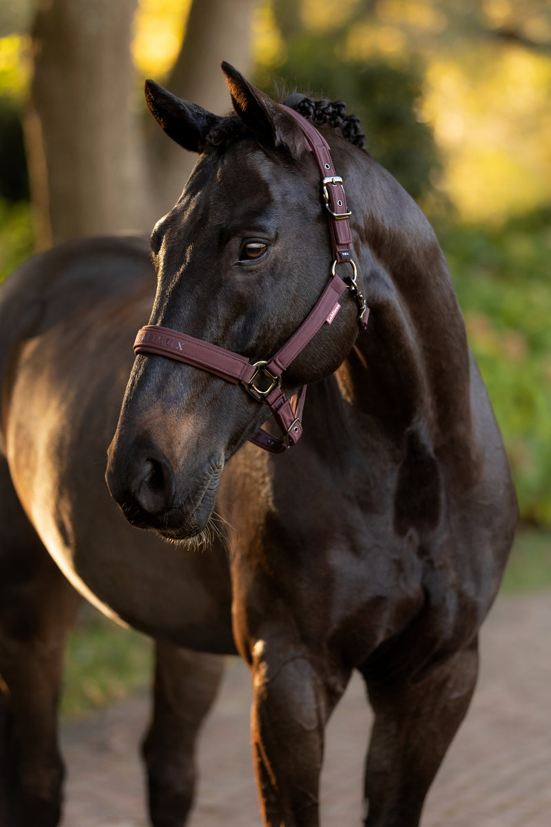 Indlæs billede i Gallery Viewer, AW25 LM Essence Headcollar Damson
