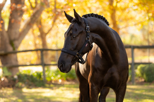 AW25 LM Essence Headcollar Black