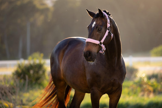 SS26 Essence Headcollar Fondant