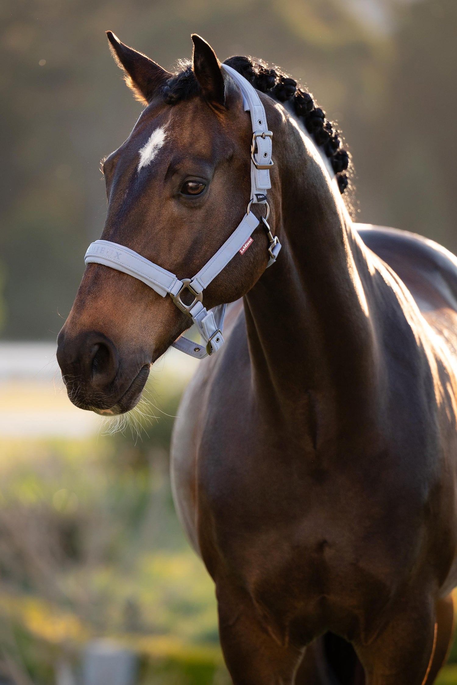 SS26 Essence Headcollar Powder Blue – Horse Square