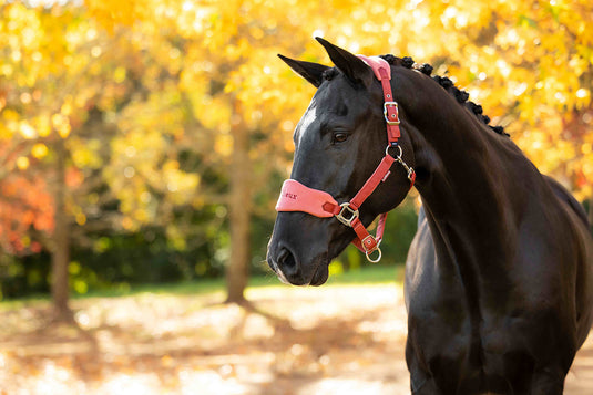 Vogue Headcollar & Leadrope Russet