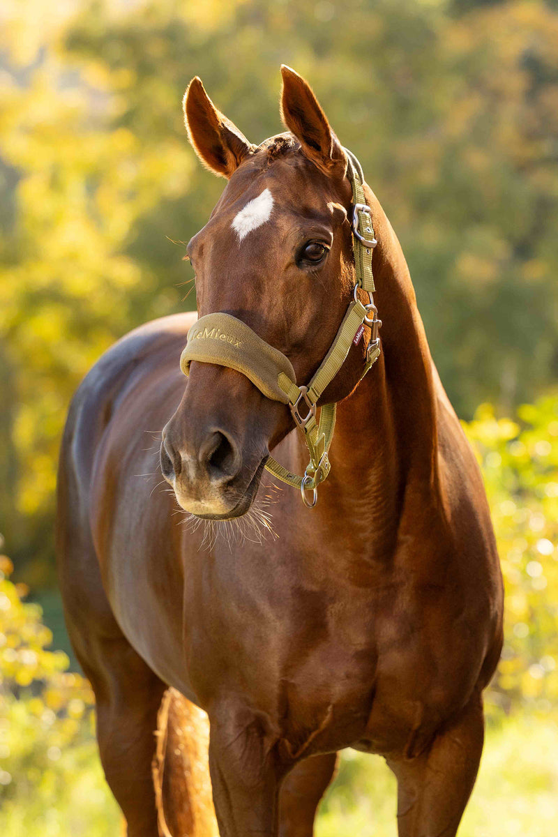 Indlæs billede i Gallery Viewer, Vogue Headcollar &amp; Leadrope Gooseberry
