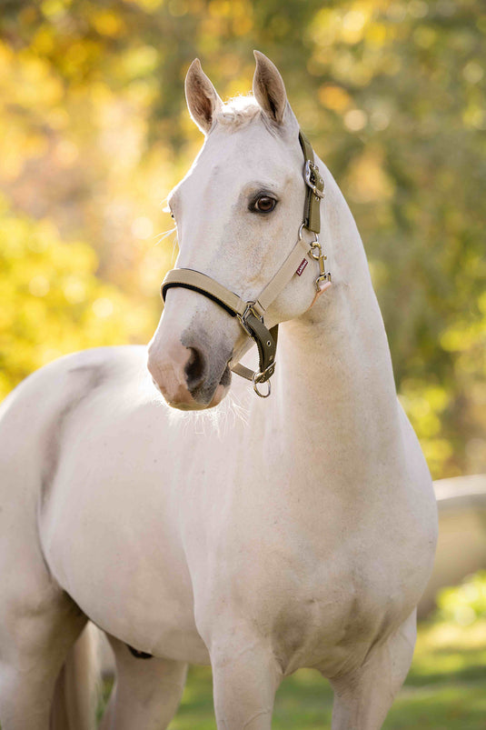 Medley Headcollar Spiced Earth/Petal/Aloe