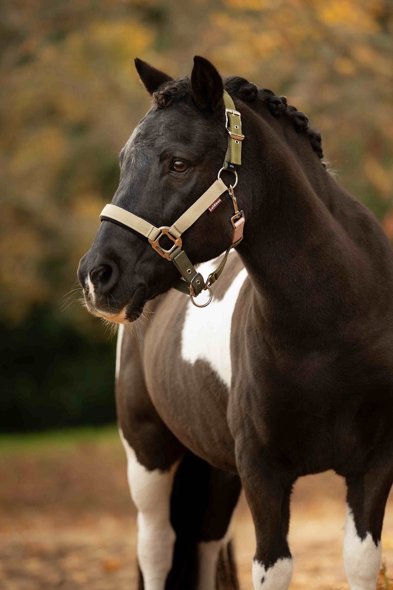 Indlæs billede i Gallery Viewer, Medley Headcollar Gooseberry/Pear/Petal
