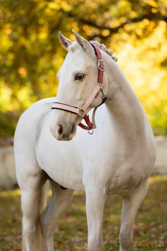 Medley Headcollar Spiced Earth/Petal/Aloe