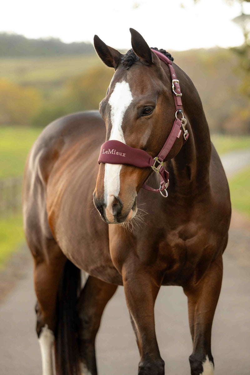 Indlæs billede i Gallery Viewer, Breakaway Vogue Headcollar &amp; Leadrope Bramble
