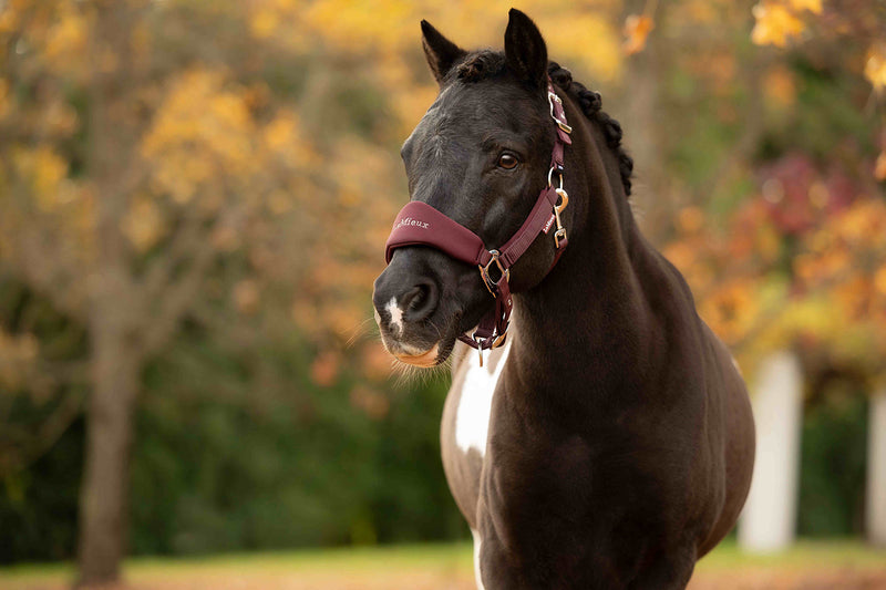 Indlæs billede i Gallery Viewer, Breakaway Vogue Headcollar &amp; Leadrope Bramble
