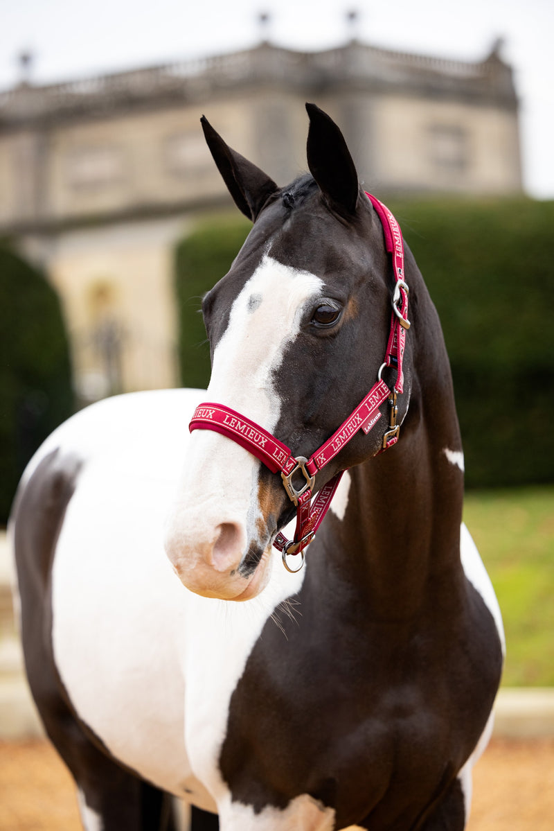 Indlæs billede i Gallery Viewer, AW24 Logo Headcollar Ember
