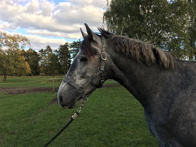 Denimgrime grå