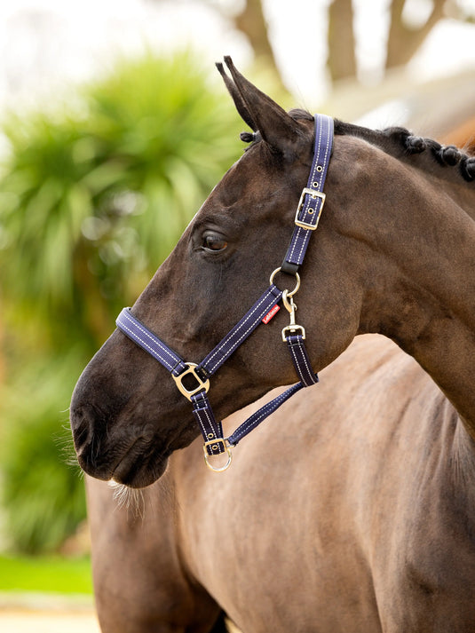 LM Essential Yard Headcollar Navy