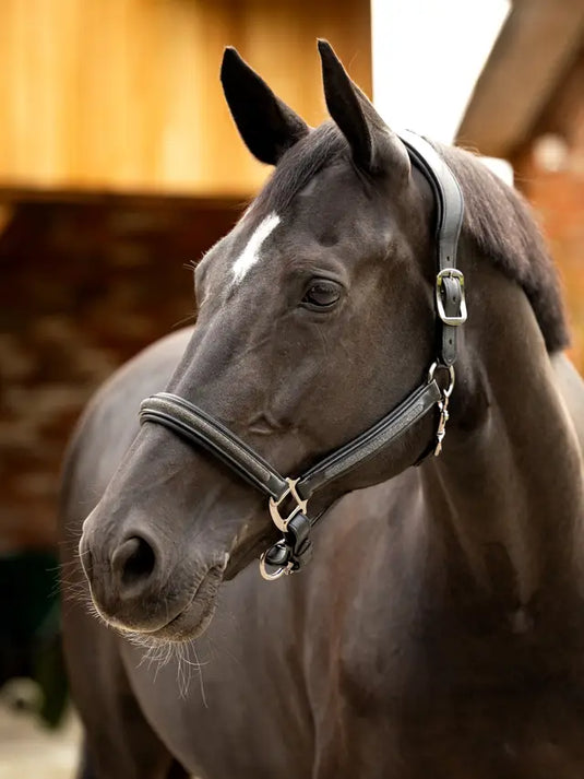 LM(F) CORE Leather Crystal Headcollar Black