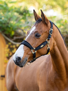 LM Versailles Headcollar Black