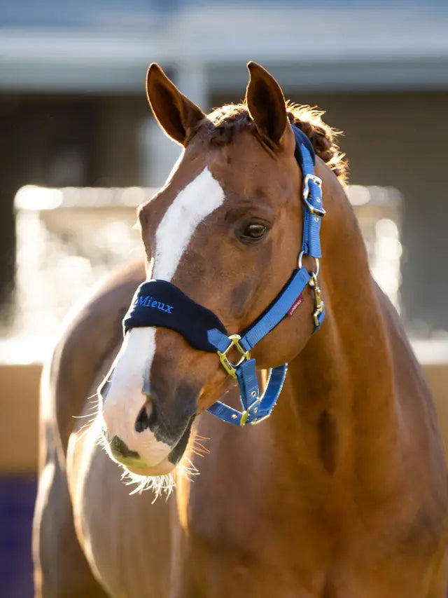 Indlæs billede i Gallery Viewer, LM CORE Vogue Headcollar &amp; Leadrope Benetton Blue
