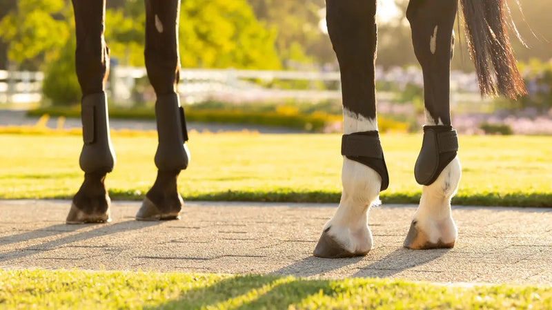 Indlæs billede i Gallery Viewer, LM CORE Arika Fetlock Boot Black
