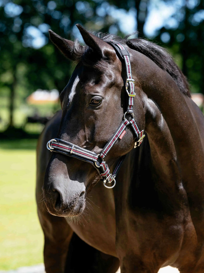 Indlæs billede i Gallery Viewer, LM(F) CORE Cavesson Lunge Headcollar Black
