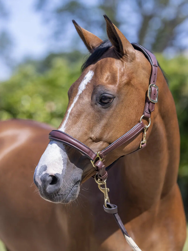 Indlæs billede i Gallery Viewer, LM Anatomic Headcollar Brown
