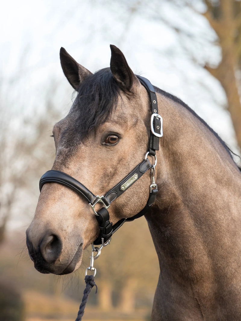 Indlæs billede i Gallery Viewer, LM Capella Headcollar Black
