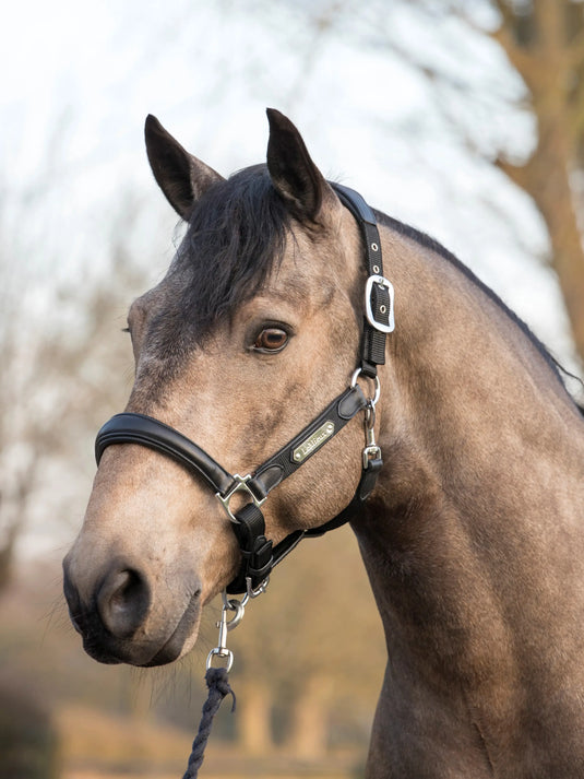 LM Capella Headcollar Black