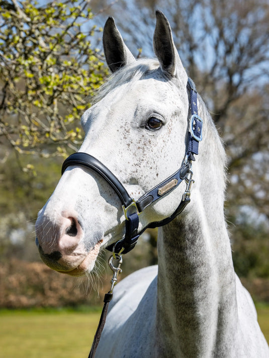 LM Capella Headcollar Navy