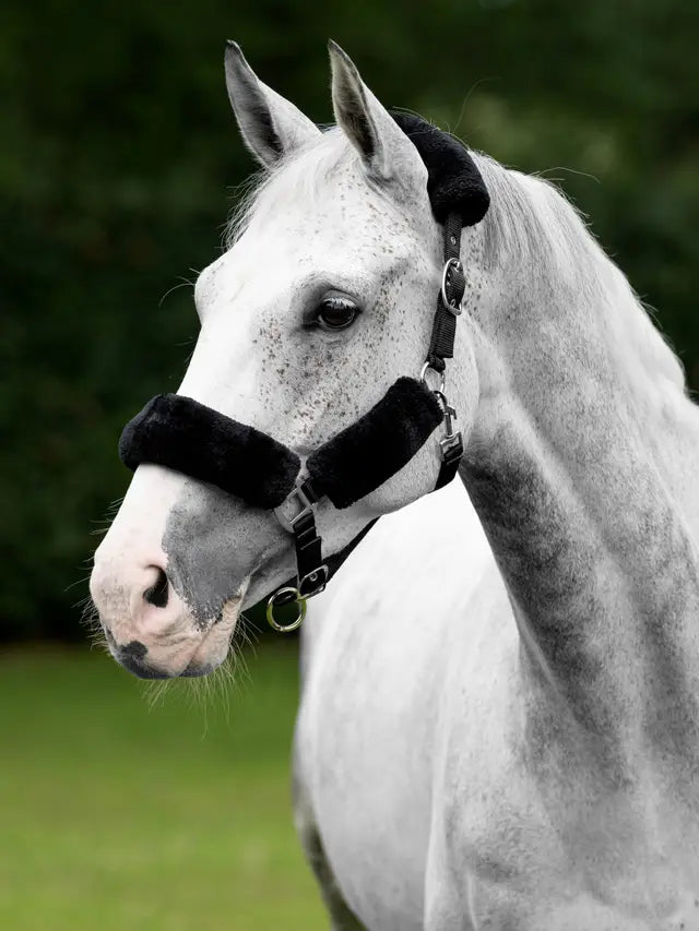 Indlæs billede i Gallery Viewer, LM(F) CORE Comfort Headcollar Black
